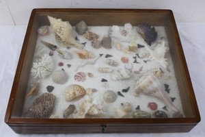 Wooden Seashell Display Chest Side Table With Legs