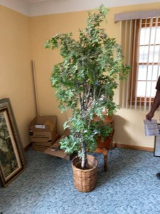 Artificial Tree Floor Plant in Woven Basket Approx. 6 Ft Tall