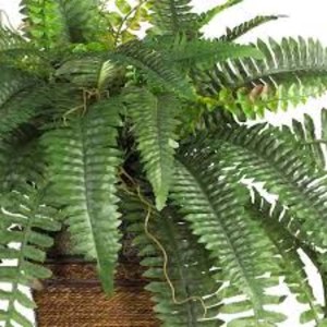 Silk Artificial Fern Nearly Natural 2 pack Artificial Boston Fern Silk
