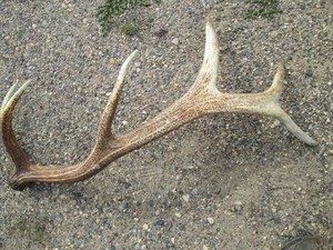 Single side of an Elk antler rack