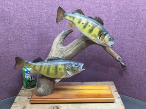 JUMBO PERCH - Fish Mount - Wow