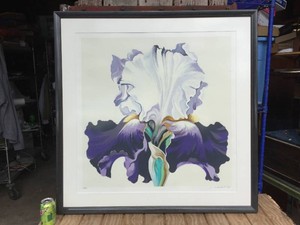 LOWELL NESBITT SN Large IRIS Print 40 x 40