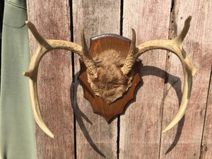 Very Nice White Tail Deer 8 Pt Antler Mount - Notice the Symmetry