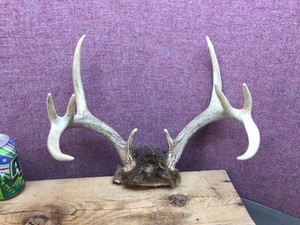 Atypical White Tail Deer 10 Pt Antler Mount - Notice Symmetry