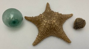 Large Star Fish, Small Puffer Fish And Glass Fishing Float