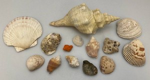Misc. Unique Sea Shells
