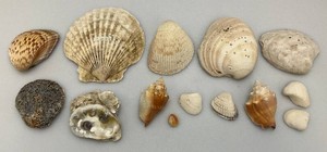Misc. Unique Sea Shells