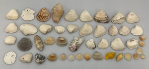 Misc. Unique Sea Shells