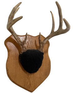 Mounted Whitetail Deer Antlers on Wood Plaque
