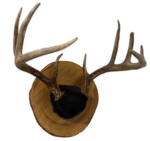 Mounted Whitetail Deer Antlers on Natural Wood Slab