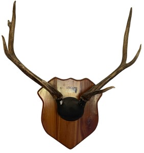 Mounted Elk Antlers on Wood Plaque  26 W x 23 H
