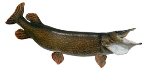 Large Northern Pike Taxidermy Fish Mount