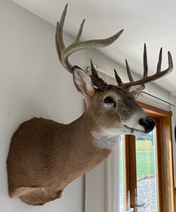 Large Whitetail Buck Shoulder Mount  Taxidermy Deer