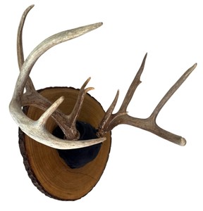 Whitetail Deer Antler Mount on Live-Edge Wood Plaque