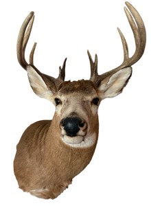 Whitetail Buck Taxidermy Shoulder Mount  Large Antler Rack