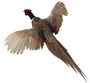 Flying Ring-Necked Pheasant Taxidermy Wall Mount