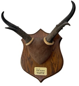 Montana Pronghorn Antelope Horn Mount