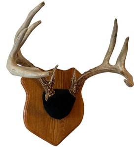 Whitetail Deer Antler Trophy Mount on Wood Plaque