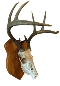 Whitetail Deer Skull & Antler European-Style Trophy Mount