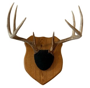 Whitetail Deer Antler Trophy Mount on Wood Plaque