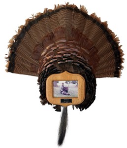 Wild Turkey Tail Fan & Beard Trophy Mount with Photo Plaque