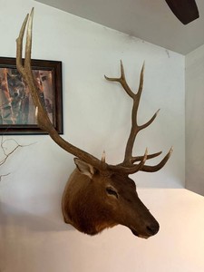 Taxidermy Elk Shoulder Mount - 44 in Antler Spread