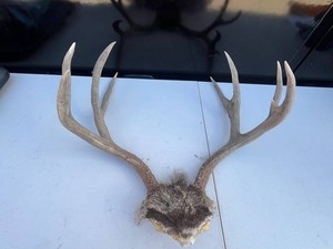 Deer Skull With Natural Antler Rack