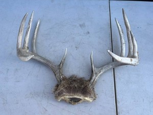 Deer Antler Skull Cap With Fur and Multiple Tines
