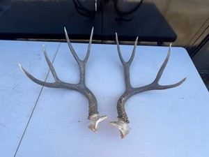 Matched Pair of Natural Deer Antlers