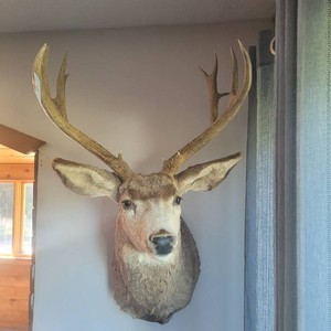 Taxidermy Deer Hide Shoulder Mount With Natural Antlers