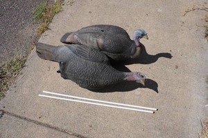 2 Turkey Decoys