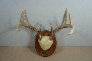 Willow River MN 8 Point Buck Rack 1989