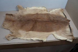 Wyoming Taxidermy Antelope Skin Rug