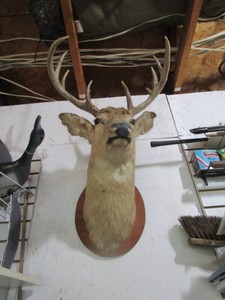 Whitetail Deer Mount