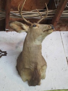 Whitetail Deer Mount