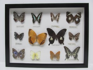 Genuine Butterfly or Moth Specimen Display