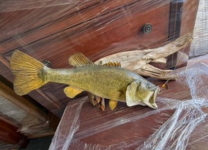 Mounted Walleye