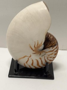 Large Chambered Nautilus Shell Display Specimen on Black Stand