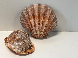 Large Natural Seashells Scallop & Helmet Shell Coastal Decor