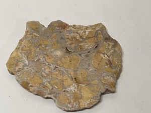Natural Polished Stone Slab Display Specimen Fossil Pattern 6 12 x 6