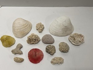 Natural Shell & Coral Specimen Collection Coastal Beach Decor Lot