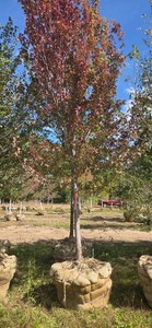 Sienna Glen Maple - Ball & Burlap