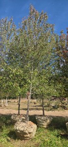 Sienna Glen Maple - Ball & Burlap