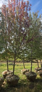 Sienna Glen Maple - Ball & Burlap