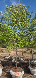 Red Maple - Ball & Burlap
