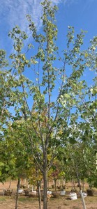 Red Maple - Ball & Burlap