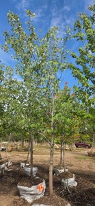 Red Maple - Ball & Burlap