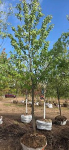 Red Maple - Ball & Burlap