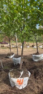 Red Maple - Ball & Burlap