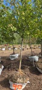 Red Maple - Ball & Burlap